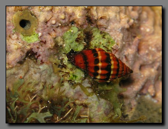 unknown shellfish